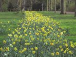 Blühstreifen im Frühjahr Blühende Blumen in der Stadt