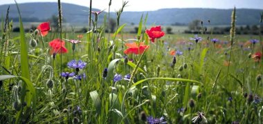 Eine Blumenwiese, im Hintergrund ist das Wiehengebirge zu sehen