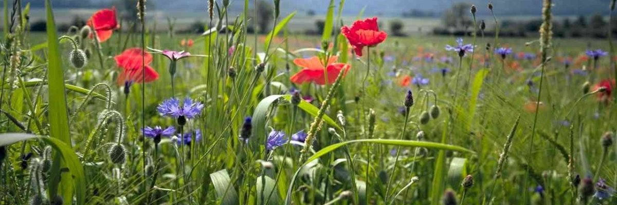 Eine Blumenwiese, im Hintergrund ist das Wiehengebirge zu sehen