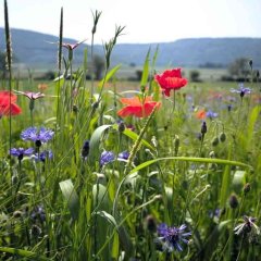 Eine Blumenwiese, im Hintergrund ist das Wiehengebirge zu sehen