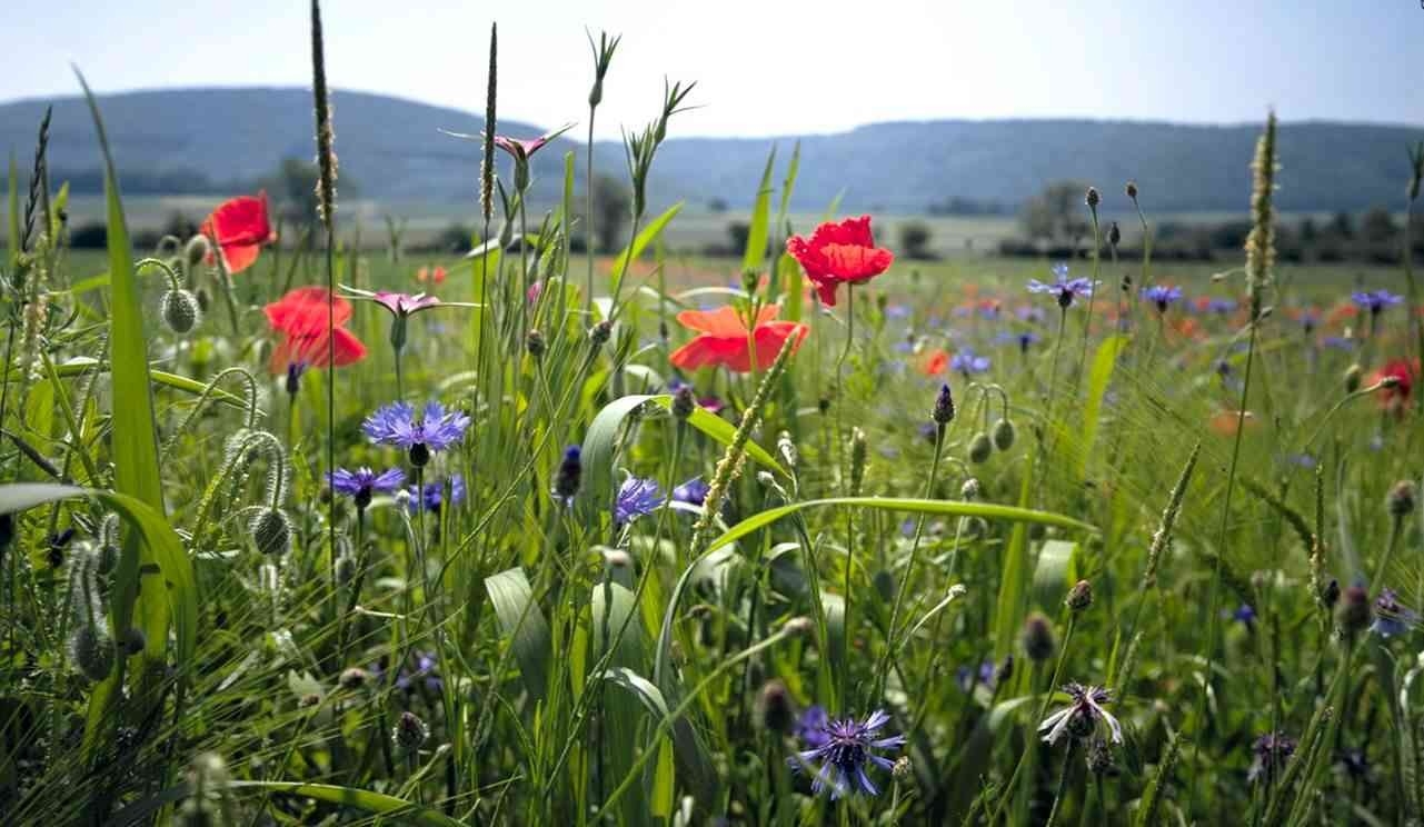 Blumenwiese Eine Blumenwiese, im Hintergrund ist das Wiehengebirge zu sehen