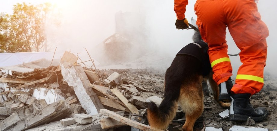 Rettungshund sucht nach Erdbeben nach Opfern