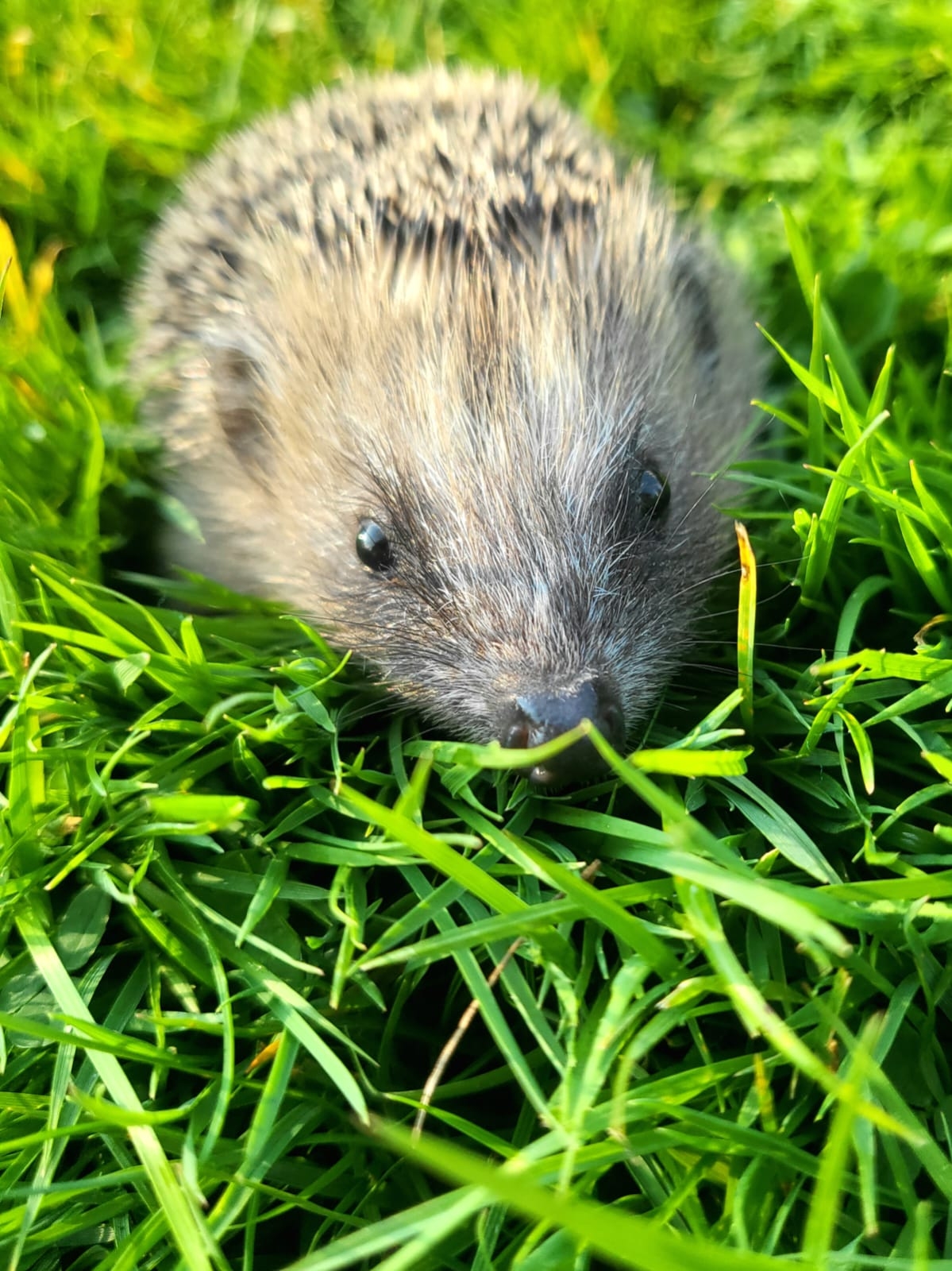 Igel im Gras Igel im Gras