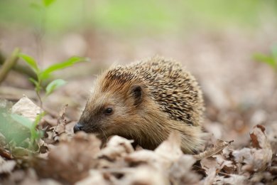 Igel Igel im Herbstlaub