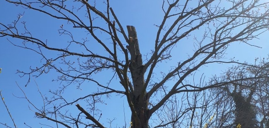 Beschädigter Baum am Andersenweg