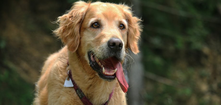 Hund in der freien Natur mit Hundemarke