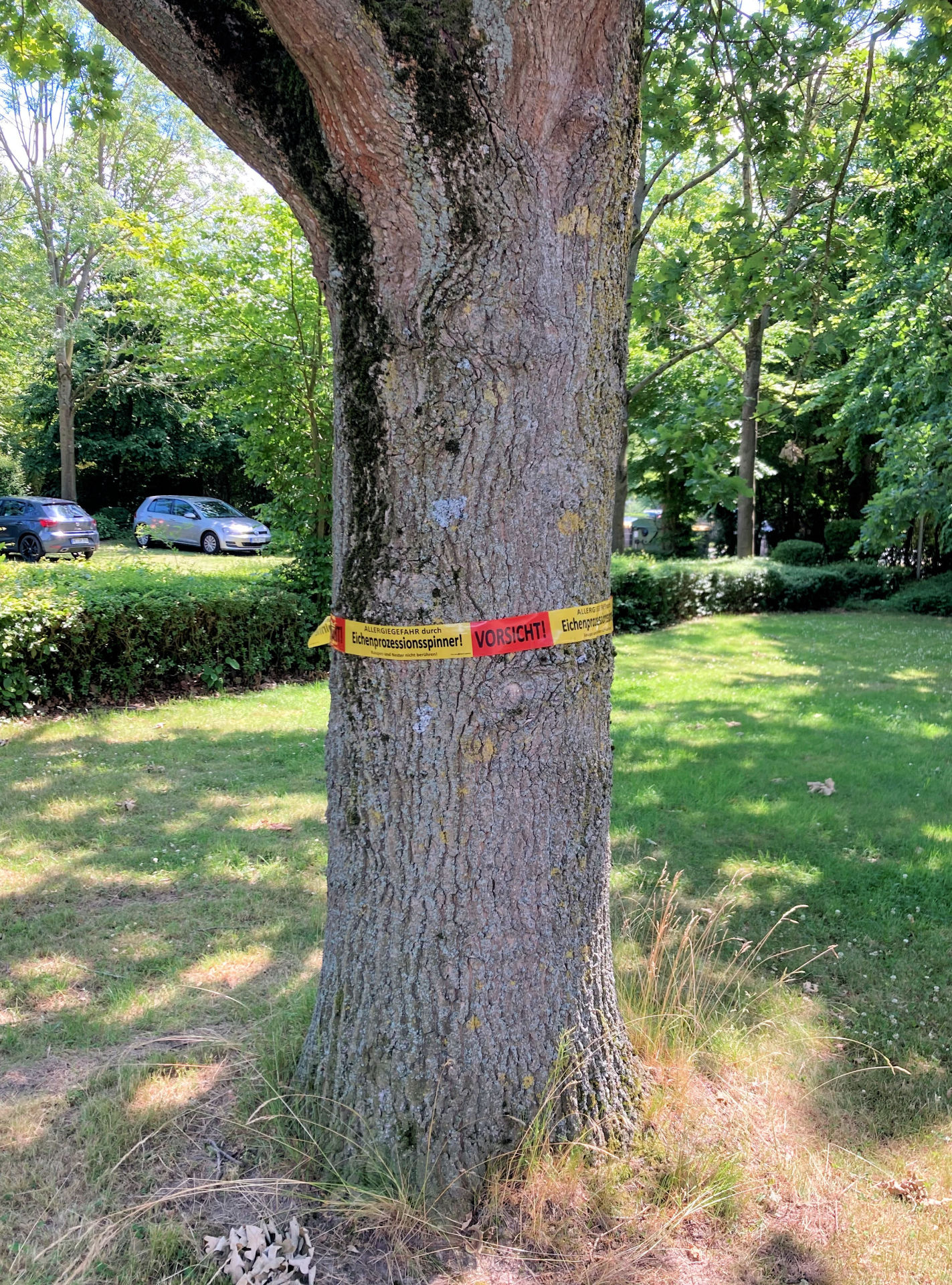 Die Städtischen Betriebe haben Eichen mit Warnbändern versehen
