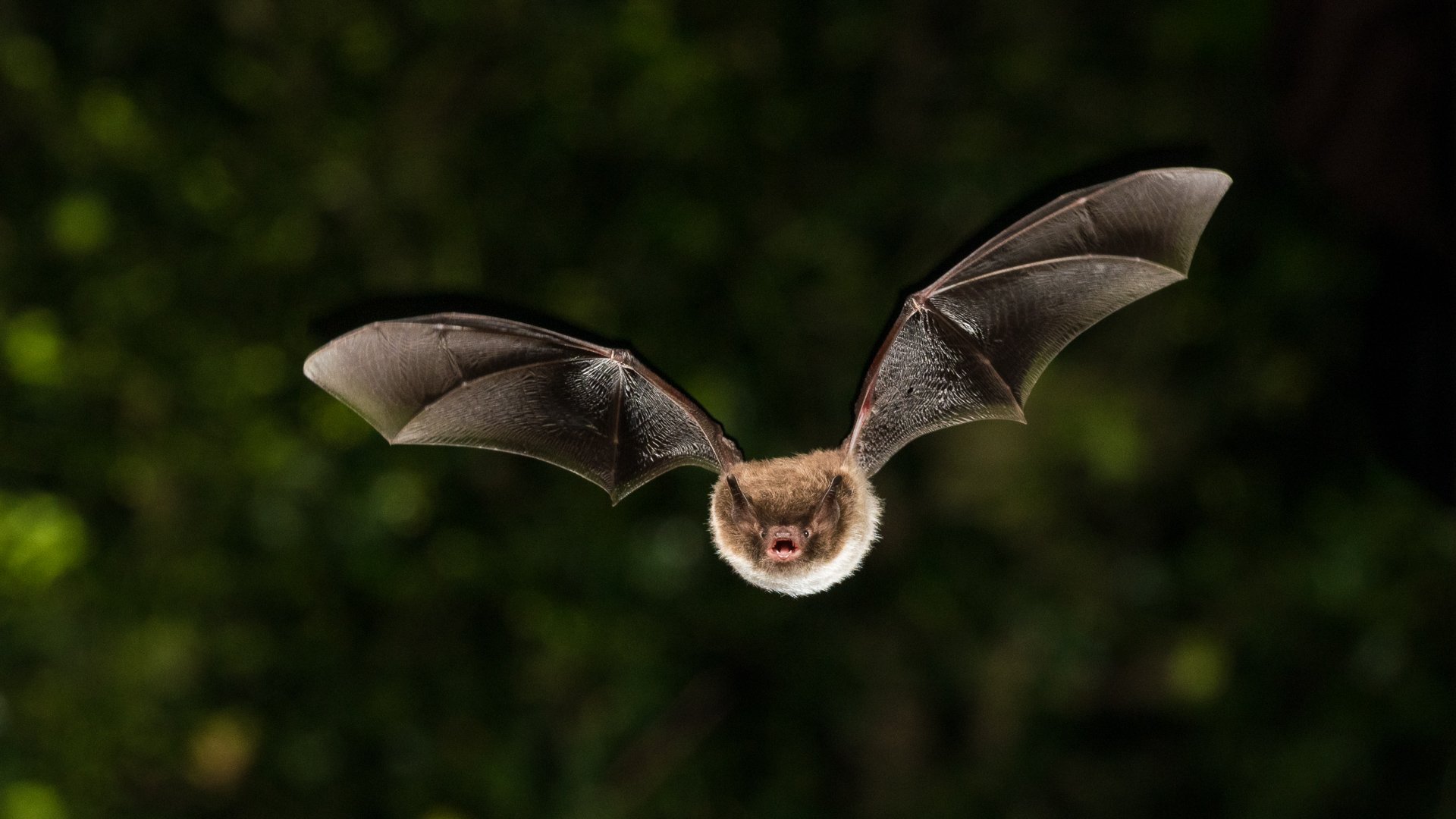Wasserfledermaus (Myotis daubentonii) Wasserfledermaus im Flug